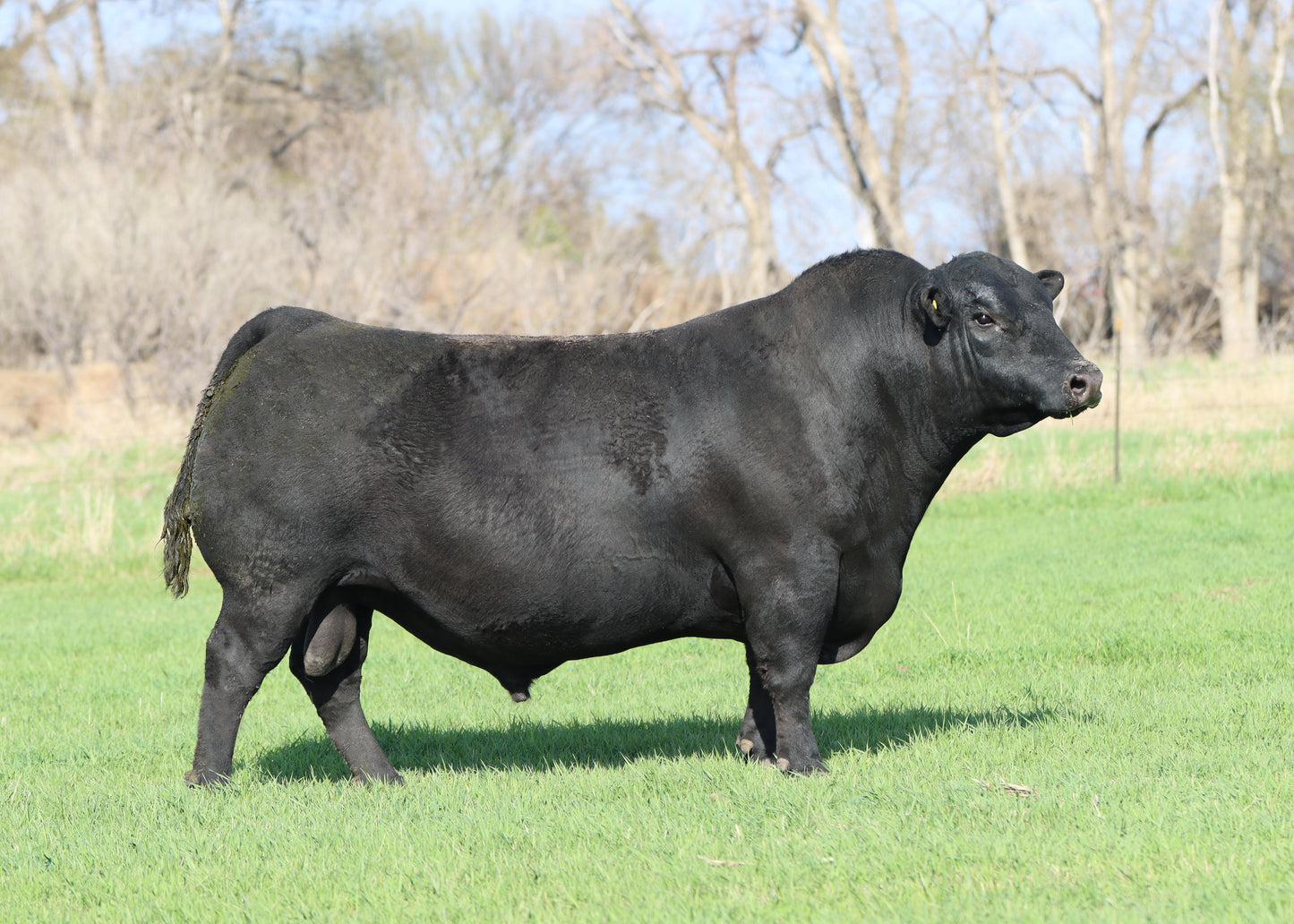 Musgrave Jumbo