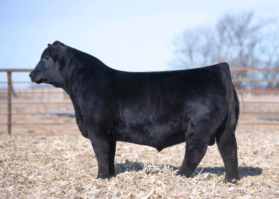 Sires – Styles
