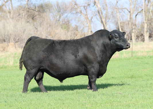 Musgrave Jumbo